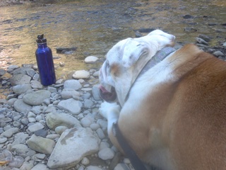 Daisy the Bulldog & her water bottle