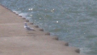 Seagull @ Sodus Point