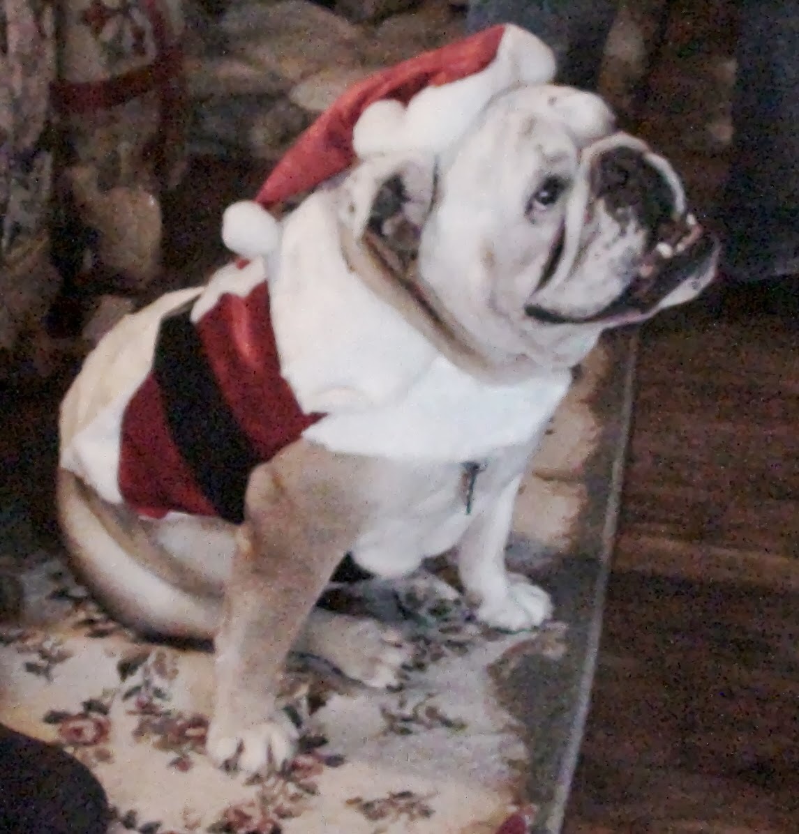 Daisy the Christmas Bulldog