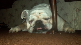 Daisy the Bulldog