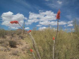 Tucson, AZ