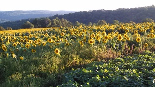 Sunflower field, Greenwood