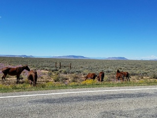 Wild Horses