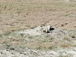Prairie Dogs, Badlands