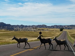 Goats, Badlands, SD