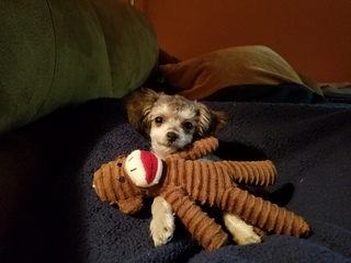 Mocha with her monkey