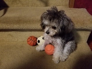 Mocha playing ball