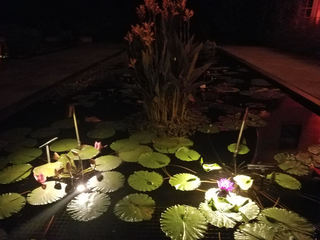 Lily pads