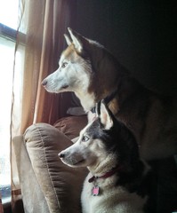 Huskies