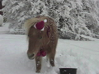 Little Duke & his Christmas hat.