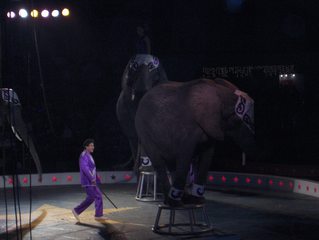 Shrine Circus/ 2006