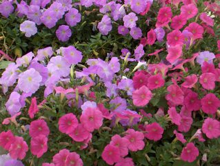 pretty petunias