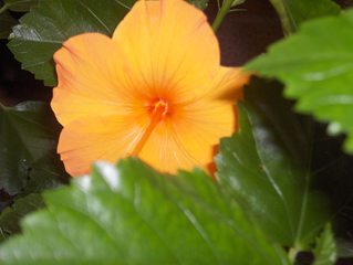 My Hibiscus