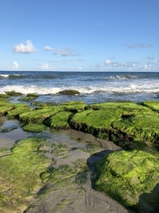 Coquina rocks. Kure Beach, NC