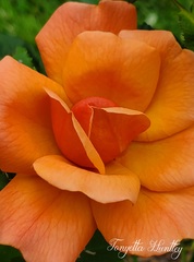 Orange Rose