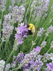 Bee Lavender