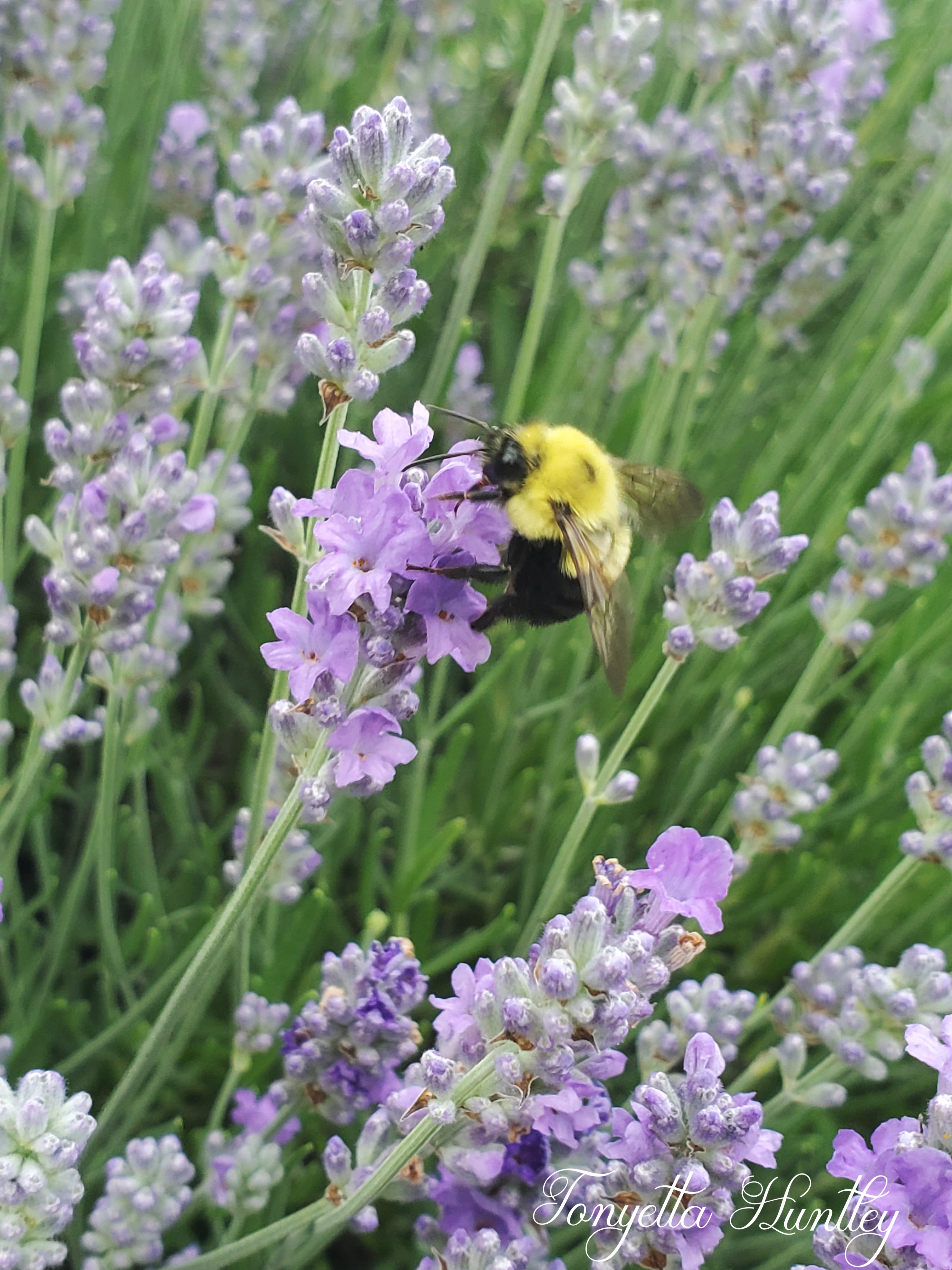 Bee Lavender