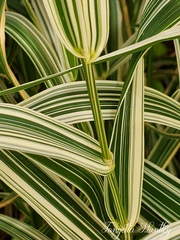 Pretty Grasses