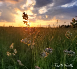 Summer Sunset Bliss