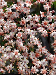 Pretty Elderberry