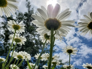 Daisies and Skies