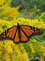 Golden Rod and Butterfly