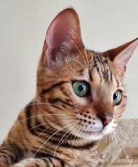 My Bengal Grandson