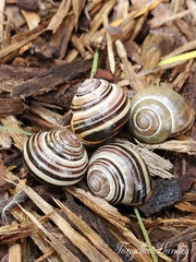 Spring Snails