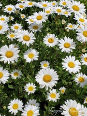 Lots of Daisies