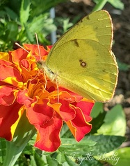 Garden Friend