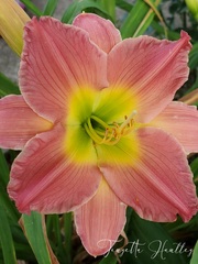 Day Lily