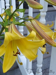 Trumpet Lily